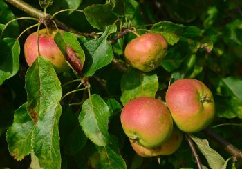 Snoeien fruitbomen