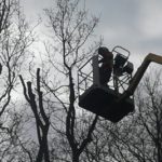 afbreken boom vanuit hoogwerker in Anderen